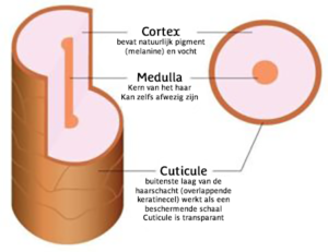 bioscoop Leeds Scheiding Waaruit bestaat haar - Alline Procap