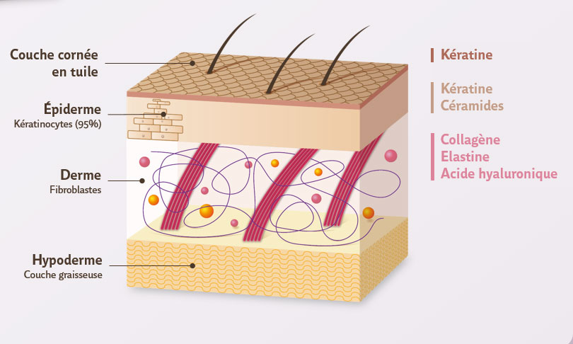 structure-de-la-peau-alline-proderm-site-de-gamme-FR