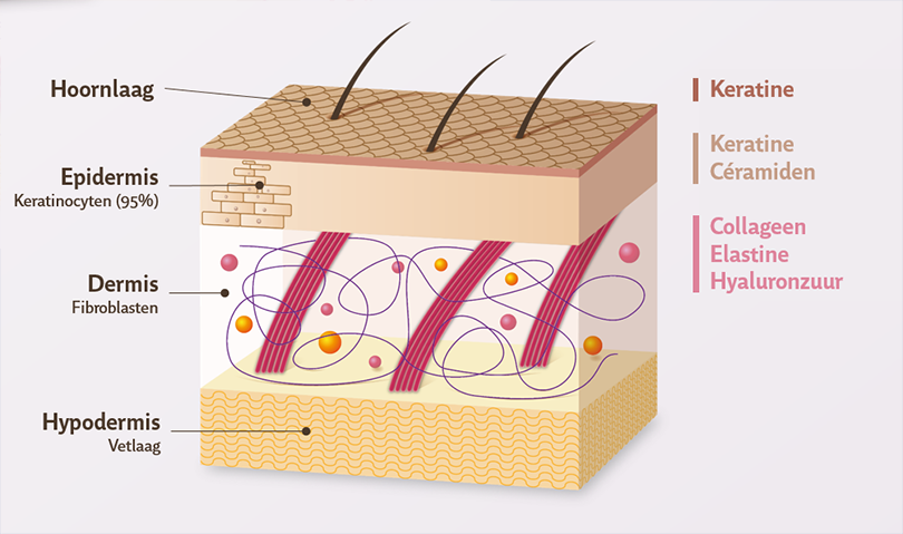 structure-de-la-peau-alline-proderm-site-de-gamme-NL